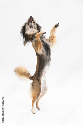 Fototapeta Naklejka Na Ścianę i Meble -  Mongrel dog stands on two legs against a white background and asks for a treat. Multi-breed dog.