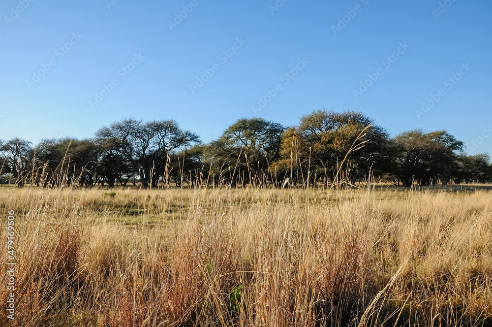 Pampas forest environment, La Pampa province, Argentina.