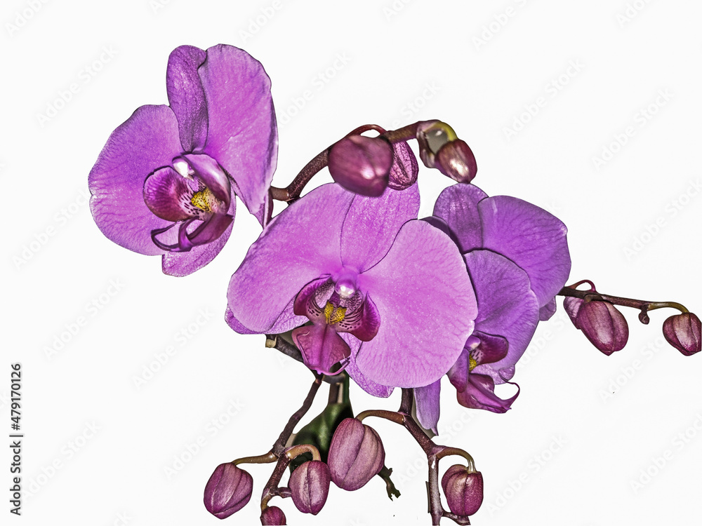 Fototapeta premium orchid isolated on white background