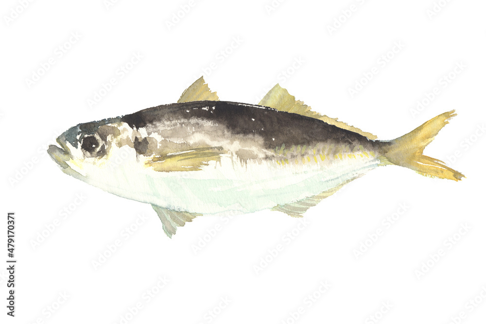 水彩で描いたアジのイラスト