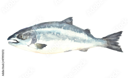 水彩で描いた鮭のイラスト