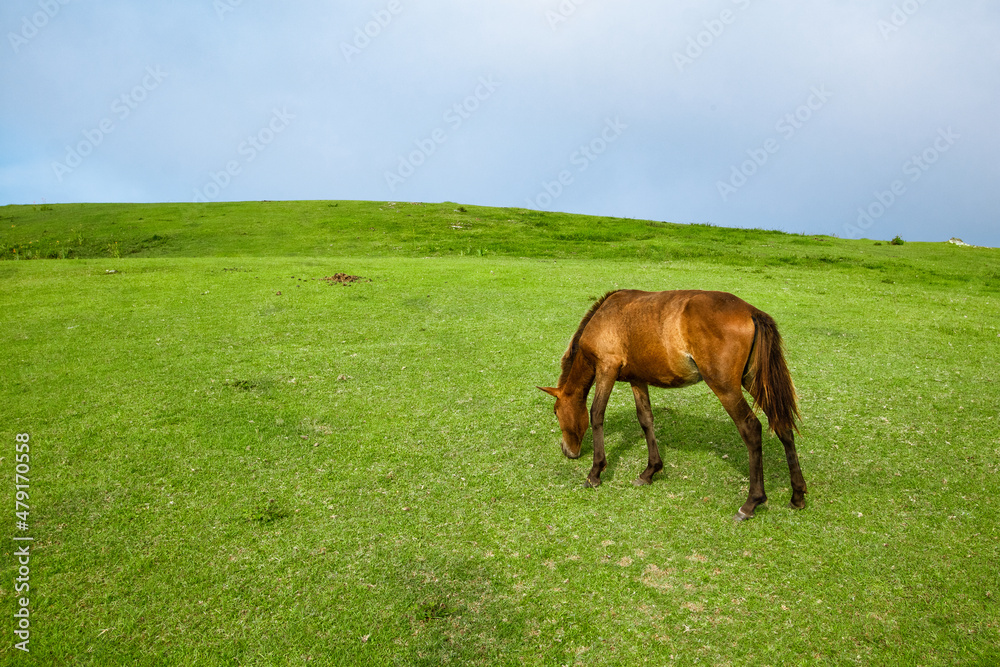 Fototapeta premium Wild horses (cape horses) and landscape photos at Cape Toimisaki