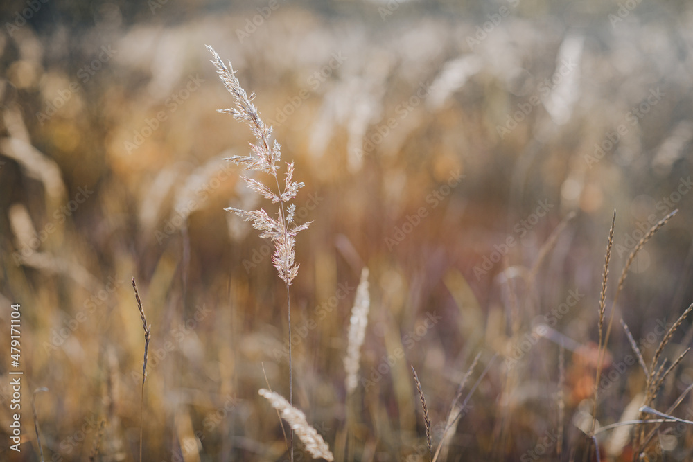 grass in the field grass in the field