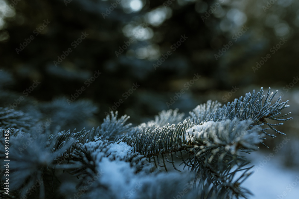Evergreen fir tree branch covered with snow and lit with sunlight growing in woods in winter 