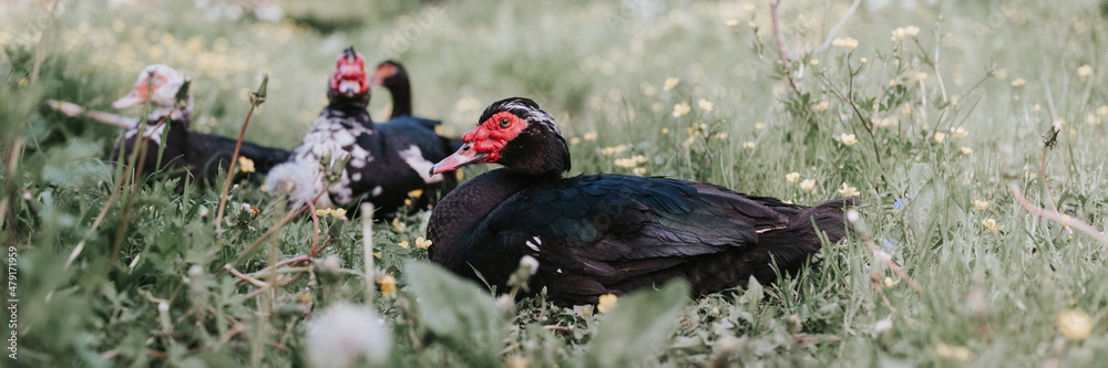Fototapeta premium male and female musk or indo ducks on farm in nature on grass. breeding of poultry in small scale domestic farming. adult animal family black white ducks with drake in open henhouse backyard. banner