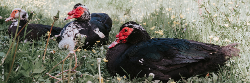 male and female musk or indo ducks on farm in nature on grass. breeding of poultry in small scale domestic farming. adult animal family black white ducks with drake in open henhouse backyard. banner