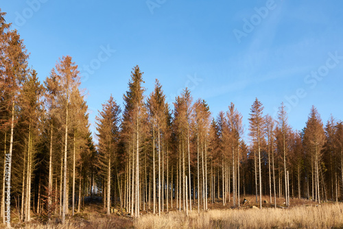 Waldsterben in der Oberlausitz