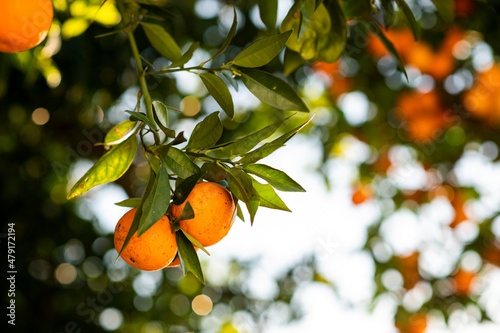 Naranjas comida calor aroma azahar invierno vitaminas  photo