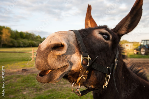 donkey making faces © keith