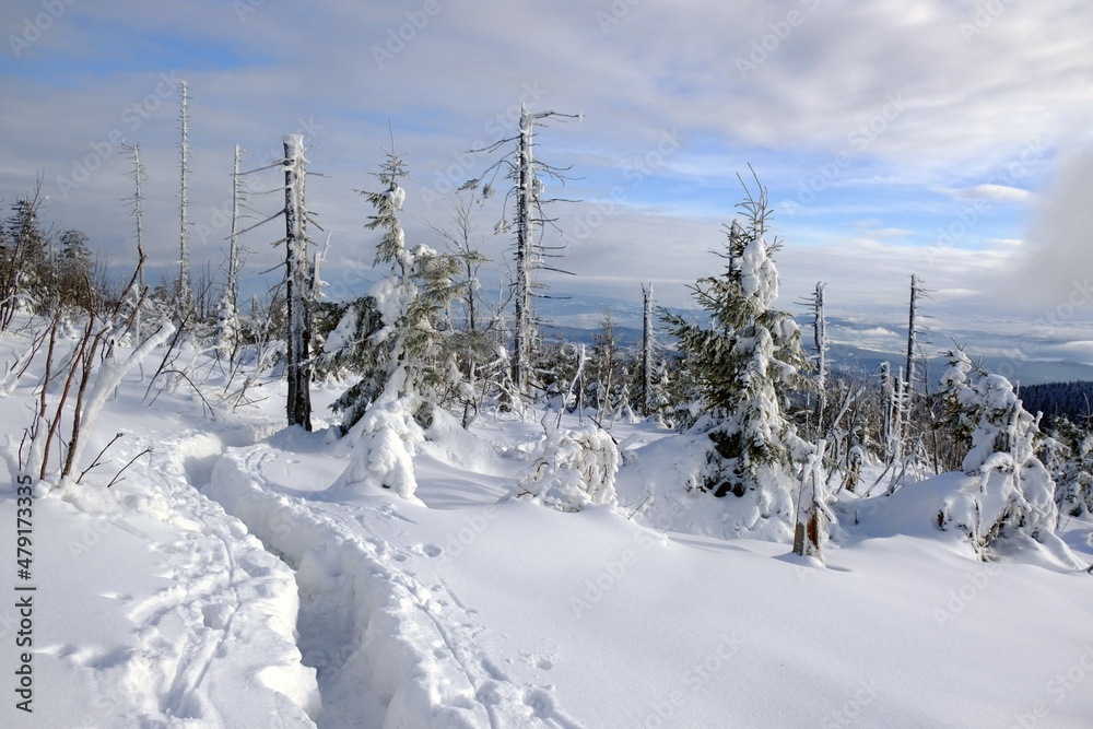 Windbreaks and withered spruce trees attacked by the spruce bark beetle in the Nature Reserve on Policy in winter scenery. Beskid Zywiecki, Poland Windbreaks and withered spruce trees attacked by the spruce bark beetle in the Nature Reserve on Policy in winter scenery. Beskid Zywiecki, Poland