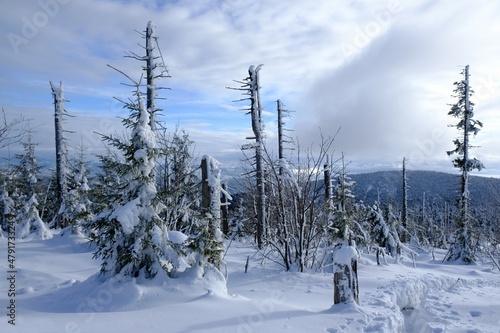 Windbreaks and withered spruce trees attacked by the spruce bark beetle in the Nature Reserve on Policy in winter scenery. Beskid Zywiecki, Poland