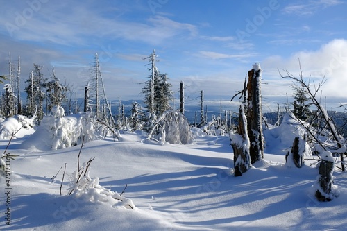 Windbreaks and withered spruce trees attacked by the spruce bark beetle in the Nature Reserve on Policy in winter scenery. Beskid Zywiecki, Poland photo