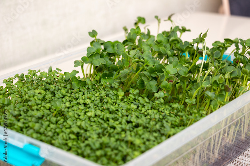 A container with microgreens grown at home on the windowsill. Green sprouts of radish and mustard on the dining table. Healthy food concept. Close-up with selective focus