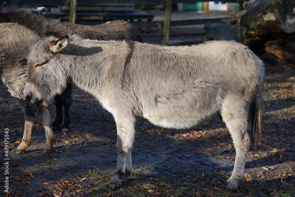 an donkey on the pasture