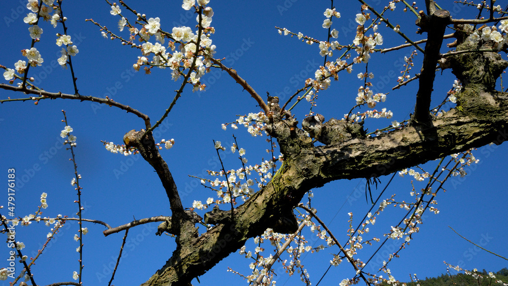 White plum blossoms in full bloom, attracting bees for nectar, blue sky. White plum blossoms in full bloom, attracting bees for nectar, blue sky.