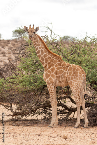 Giraffe in the Kgalagadi