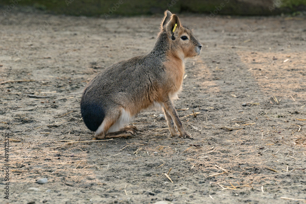 Dolichotis patagonum in the zoo, an animal of the genus Rodent.