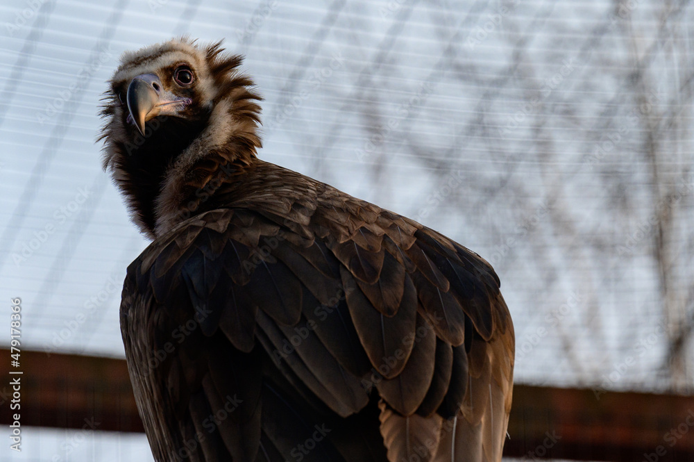Life of a vulture in captivity, an isolated bird in a zoo, zoos of Ukraine. Life of a vulture in captivity, an isolated bird in a zoo, zoos of Ukraine.