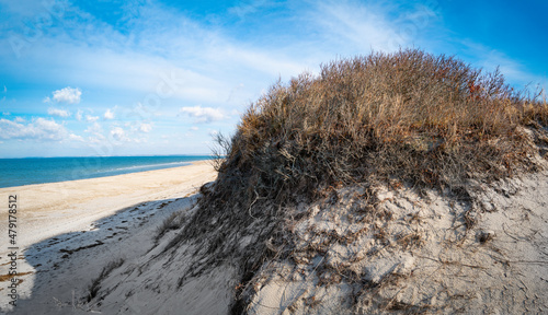 Fototapeta Naklejka Na Ścianę i Meble -  Hat-shaped bare coastal shrubs on top of the sand dune on the wilderness beach in Cape Cod Bay, Massachusetts