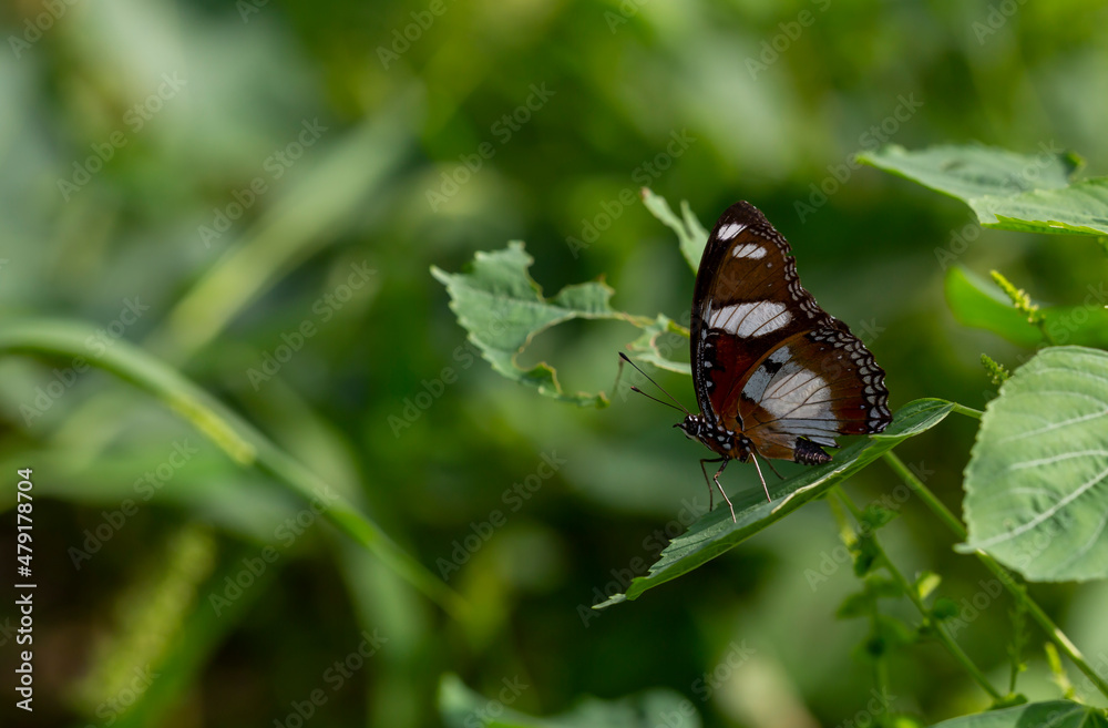 tropical brown butterfly perched on leaves in the forest tropical brown butterfly perched on leaves in the forest
