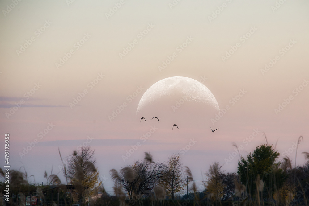 夕景の空を飛ぶ野鳥の群れ