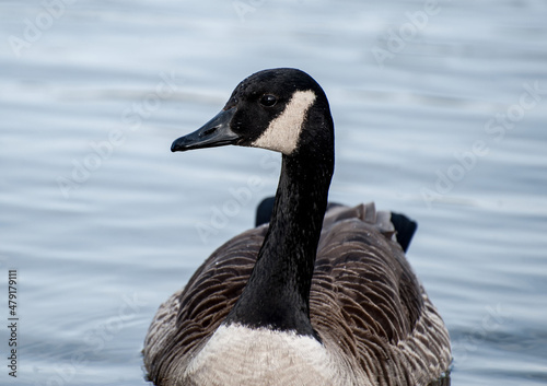 canada goose on lake