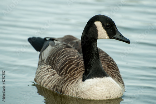canada goose on lake