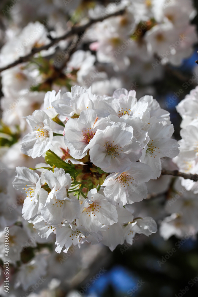 Fototapeta premium 妙蓮寺門前の桜