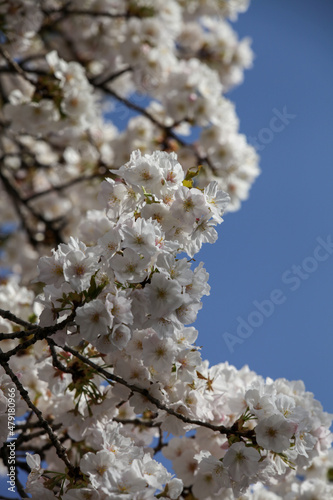 妙蓮寺門前の桜