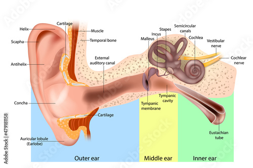 Human Ear Anatomy. Ear structure diagram. The human ear consists of the Outer, Middle and Inner ear. photo