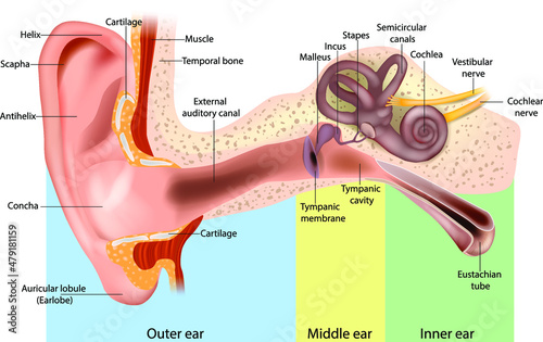 
Human Ear Anatomy. Ear structure anatomical diagram. The human ear consists of the Outer, Middle and Inner ear.  photo