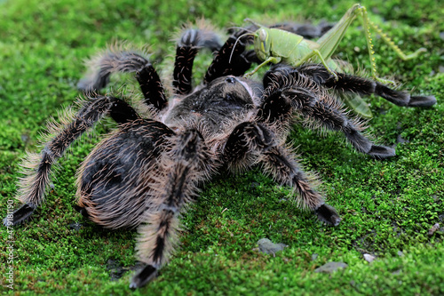 A black tarantula looking for prey in the bushes. 