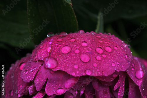 rain drops on flower