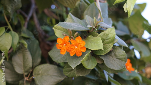 Beautiful close up of Cordia sebestena flower also known as Geraniumtree, Geigertree, Large leaf geigertree, Geiger Tree, Broadleaf, Scarlet Accordia, Dog Almond, Scarlet Cordia, Anacahuita, Geranium  photo