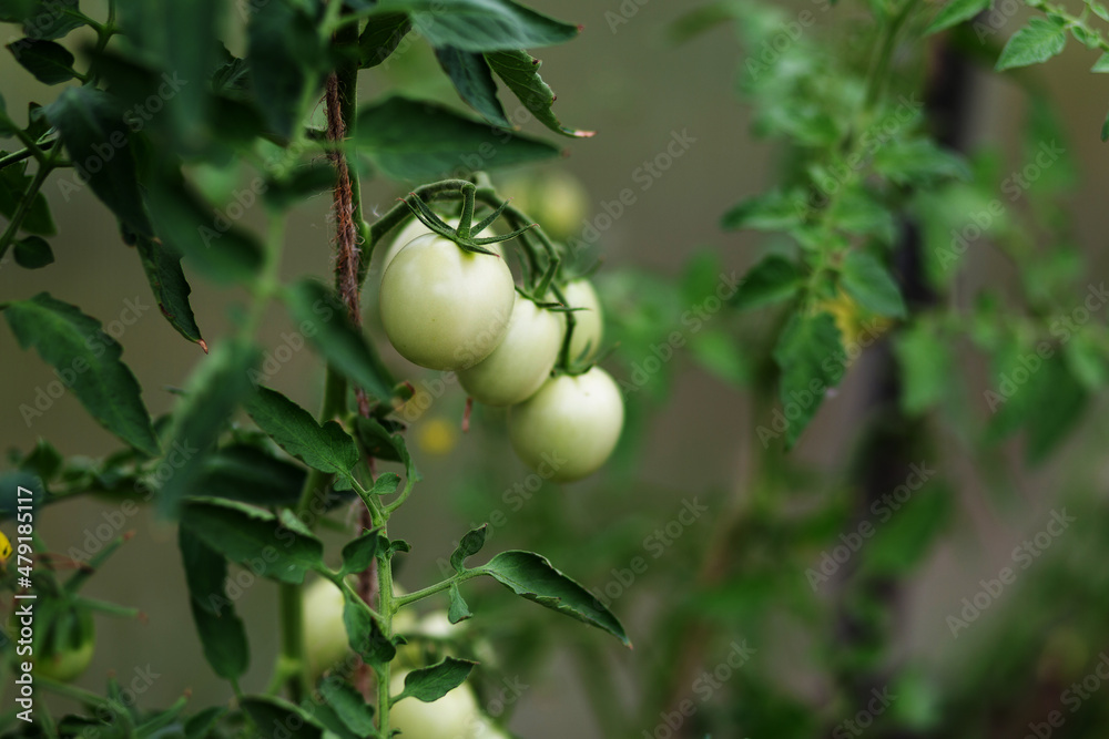 Tomato plants in greenhouse. Organic farming, young tomato plants growth in greenhouse Tomato plants in greenhouse. Organic farming, young tomato plants growth in greenhouse