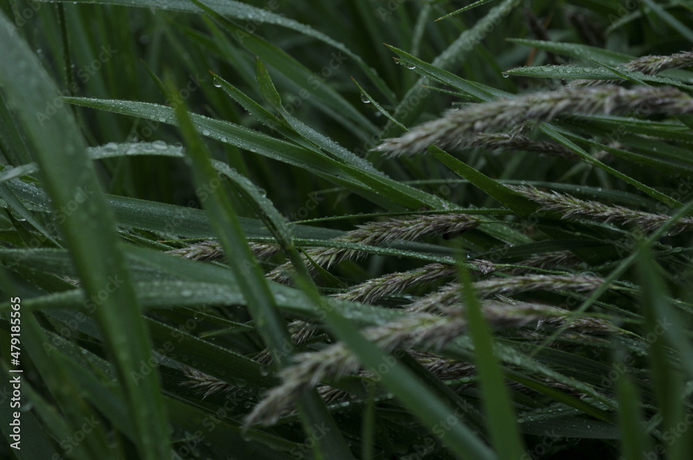 frost on grass frost on grass
