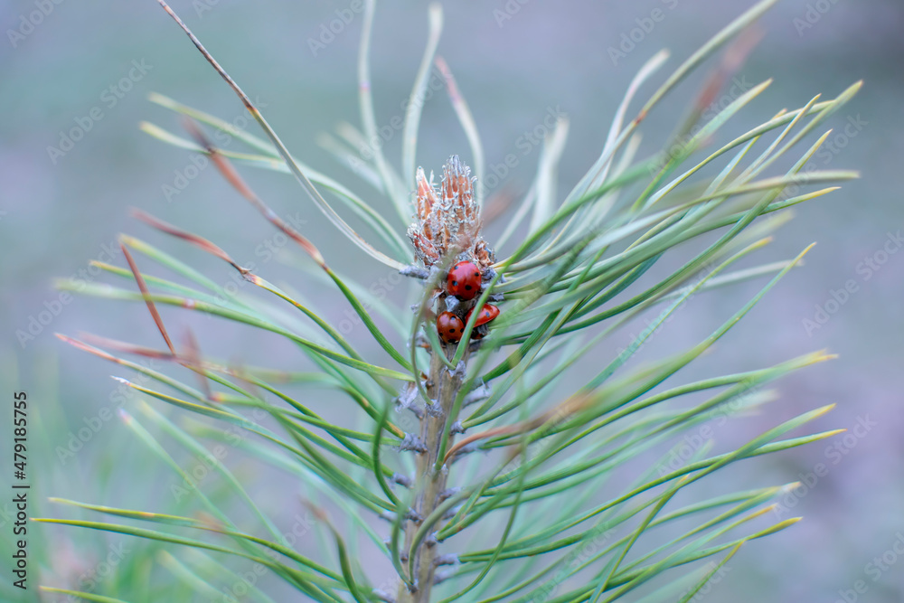 Bright red insects in a green spruce branch.
Bright red insects in a green spruce branch.