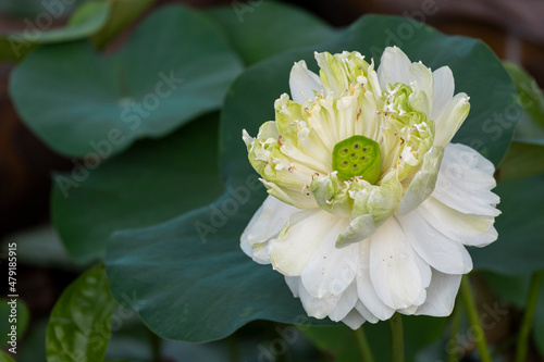 beauty fresh white lotus blooming with green leaves multi layer. soft clean water lilly petal blossom peaceful