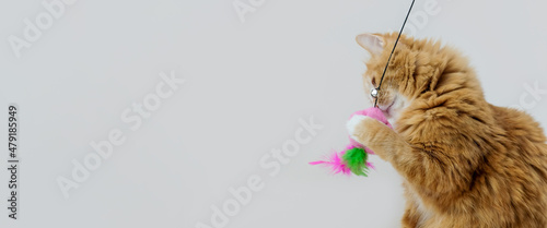 Ginger cat playing with a feather toy on grey background, with copy space