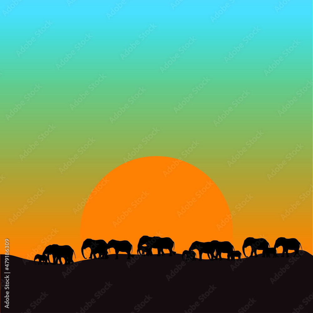 Fototapeta premium Silhouette of many elephants walking at sunset