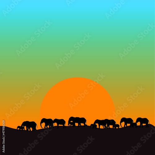 Silhouette of many elephants walking at sunset