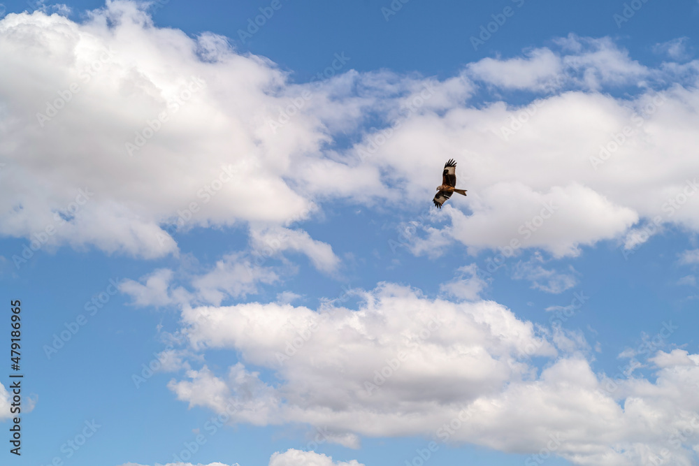 a red kite (Milvus milvus) soaring with wings fully extended under a clear blue and white cloud winter UK sky a red kite (Milvus milvus) soaring with wings fully extended under a clear blue and white cloud winter UK sky