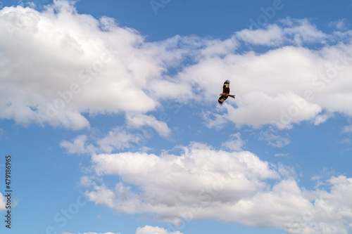 a red kite (Milvus milvus) soaring with wings fully extended under a clear blue and white cloud winter UK sky