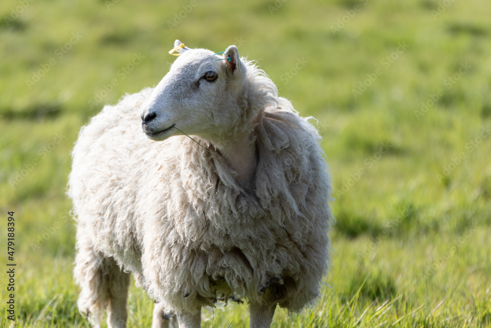 A mother ewe in the Suffolk countryside in the bright springtime sun A mother ewe in the Suffolk countryside in the bright springtime sun