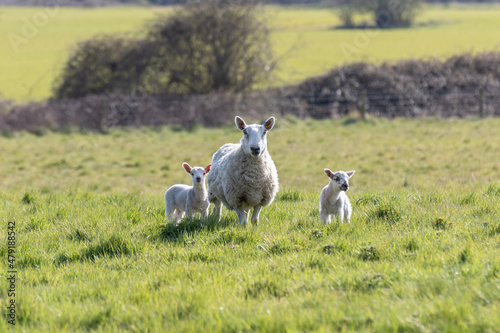 A mother ewe and her newborn lamb in the Suffolk countryside in the bright springtime sun