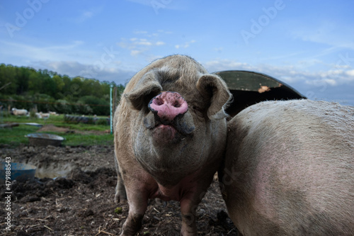 pig in a farm © keith