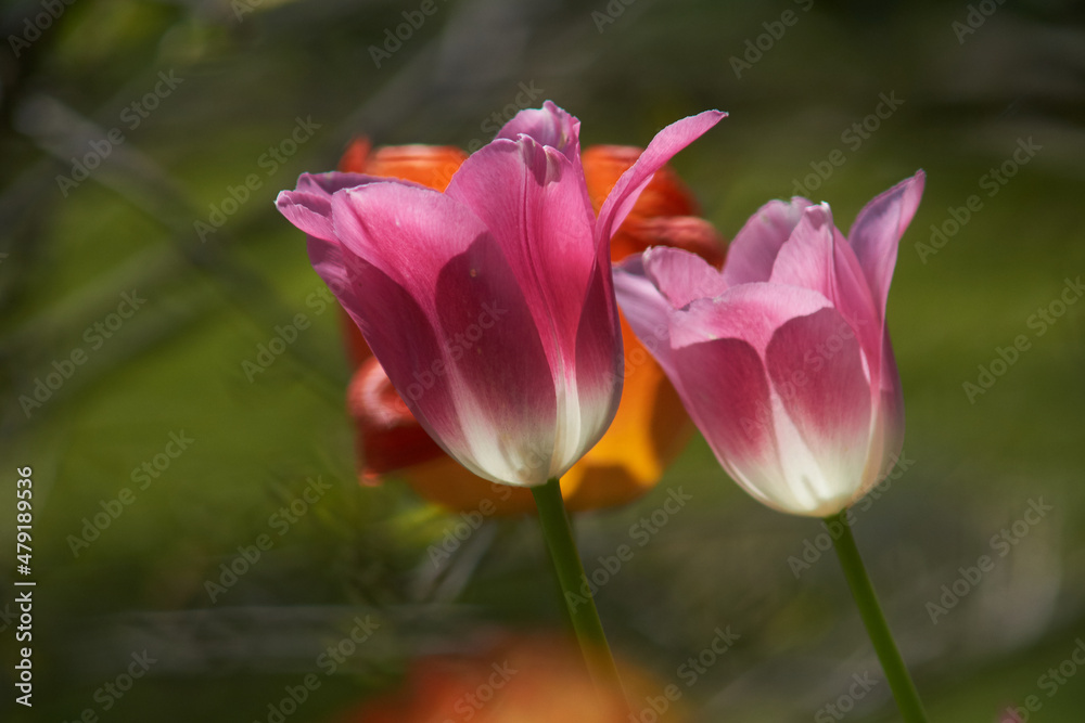 Spring flowers, tulips Spring flowers, tulips