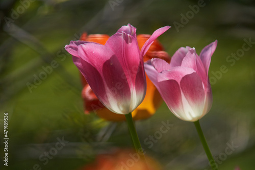  Spring flowers  tulips