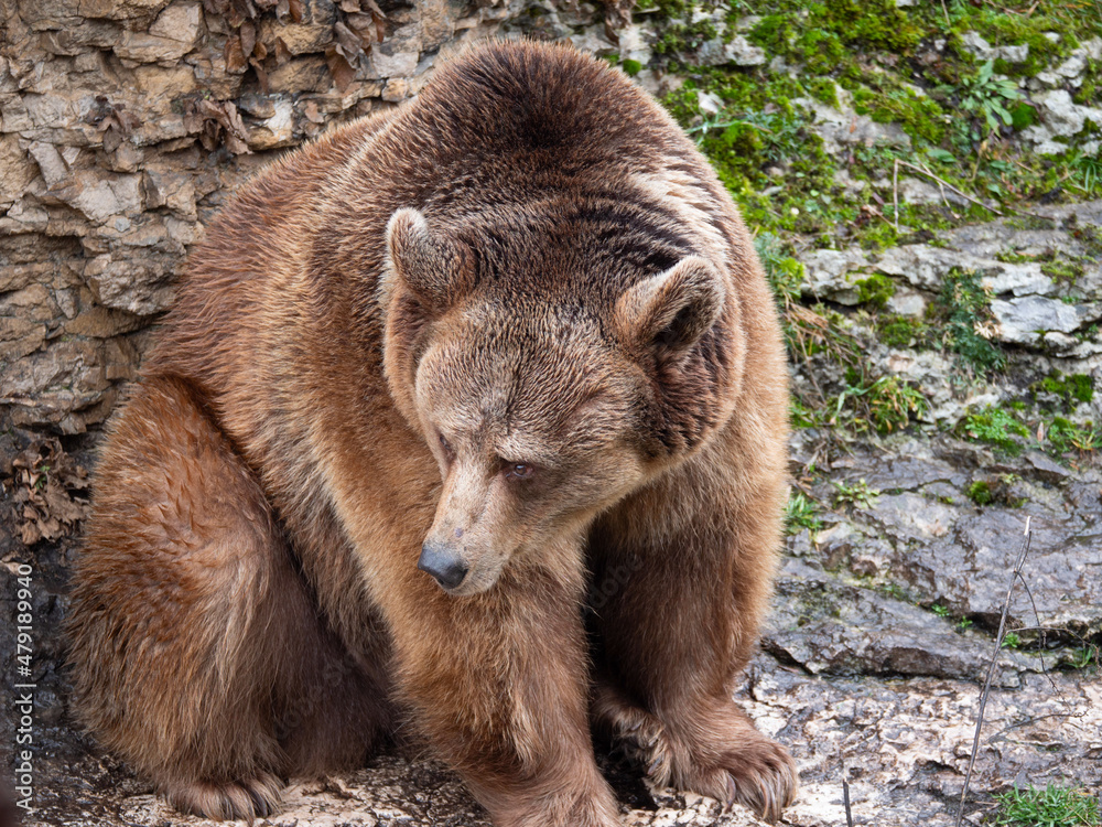 Obraz premium Brown bear (Ursus arctos) in the highlands. Caucasus mountains
