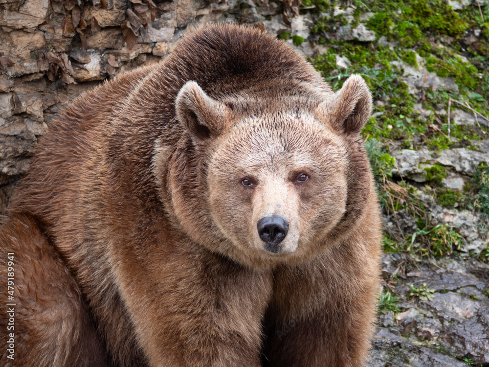 Brown bear in the mountains.